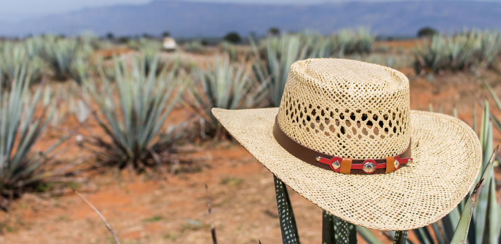 6 fakta om mezcal – tequilans vilda släkting